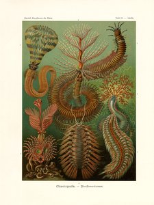 Chaetopoda, 1899-1904 od German School
