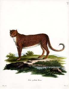 Gepard (barevná rytina) od German School