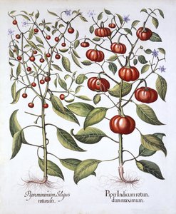 Chili Pepper [Nightshade Family], od Hortus Eystettensis, Basil Besler (1561-1629), hospoda. 1613 (ručně kolorovaná rytina) od German School