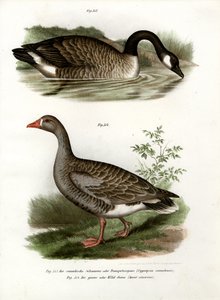 Čínská husa, 1864 od German School