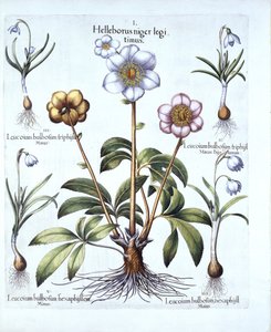 Variace vánoční růže a sněženky, od Hortus Eystettensis, Basil Besler (1561-1629), hospoda. 1613 (ručně kolorovaná rytina) od German School