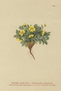 Mochna (Potentilla frigid, Potentilla glacialis, Potentilla helvetica) od German School