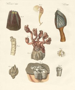 Cirrhipodas, štětinatci nebo ramenonožci (barevné rytí) od German School