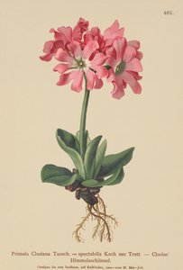 Clusiana prvosenka (Primula Clusiana, Primula spectabilis) od German School