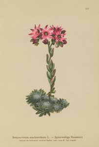 Netřesk pavučinový (Sempervivum arachnoideum, Sedum arachnoideum, Sempervivum sanguineum) od German School
