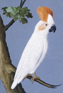 Kakadu, 1750-1800 od German School