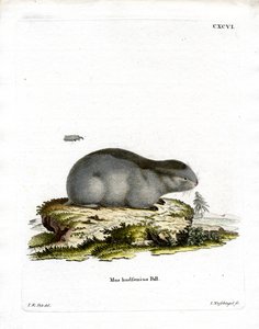 Lemming límcový (barevné rytí) od German School