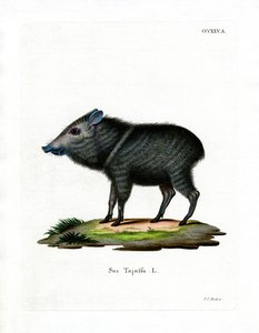 Collared Peccary (barevné rytí) od German School