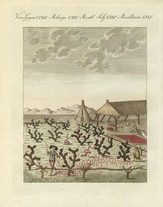 Sbírání kochenil (barevné rytí) od German School