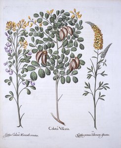 Odrůdy Colutea Tree and Cytisus, od Hortus Eystettensis, Basil Besler (1561-1629), pub. 1613 (ručně kolorovaná rytina) od German School