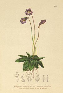 Máselník obecný (Pinguicula vulgaris) od German School