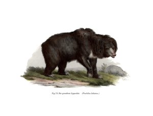 Medvěd indický lenochod, 1860 od German School