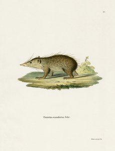 Tenrec obecný (barevné rytí) od German School