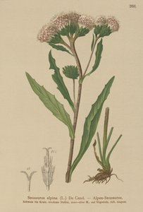 Pila obecná (Saussurea alpina) od German School