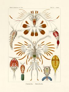 Copepoda, 1899-1904 od German School