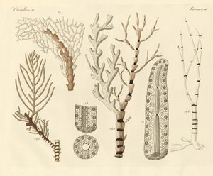 Korálové polypy (barevné rytí) od German School