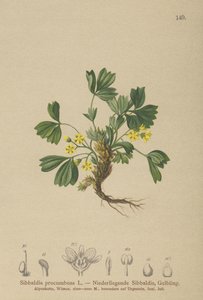 Sibbaldia plazivá (Sibbaldia procumbens) od German School
