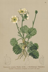 Crowfoot (Ranunculus crenatus) od German School