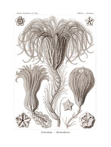 Crinoidea, 1899-1904 od German School