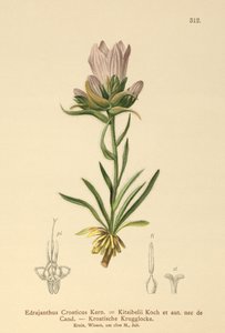 Zvonek chorvatský (Edrajanthus Croaticus, Edraianthus croaticus, Edraianthus Kitaibellii, Edraianthus graminifolius, Edraianthus albanicus, Wahlenbergia graminifolia) od German School