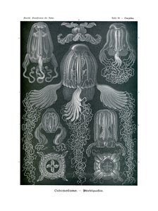 Cubomedusae, 1899-1904 od German School