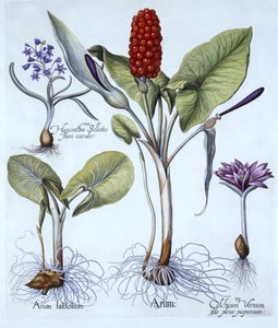 Kukaččí pint, jarní louka šafrán, hvězdný hyacint, od Hortus Eystettensis, od Basila Beslera (1561-1629), hospoda. 1613 (ručně kolorovaná rytina) od German School