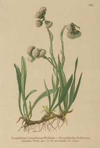Týn obecný (Gnaphalium Carpathicum) od German School