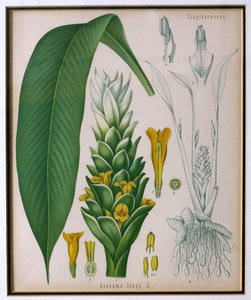 Kurkuma dlouhá (Curcuma longa) z knihy Kohlerovy léčivé rostliny od Franze Eugena Kohlera od German School