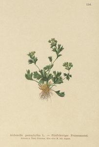 Řezaný lískový plášť (Alchemilla pentaphyllea) od German School