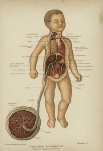 Výřezový diagram zobrazující vnitřní orgány novorozence a jeho pupeční šňůru (barva litho) od German School