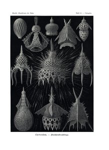 Cyrtoidea, 1899-1904 od German School