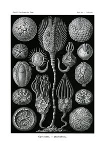Cystoidea, 1899-1904 od German School