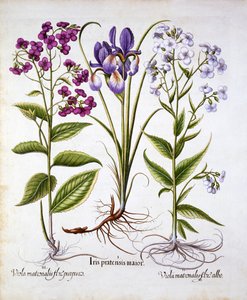 Dames Violet and a Field Iris, from Hortus Eystettensis, by Basil Besler (1561-1629), pub. 1613 (ručně kolorovaná rytina) od German School