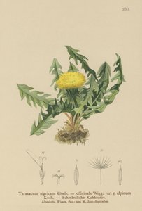 Pampeliška (Taraxacum nigricans, Taraxacum officinale var. Alpinum) od German School