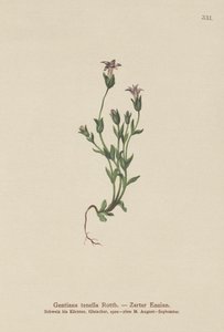 Dánský trpasličí hořec (Gentiana tenella, Gentianella tenella, Comastoma tenellum) od German School