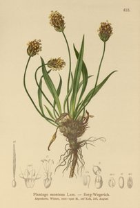 Jitrocel tmavý (Plantago atrata, Plantago montana) od German School
