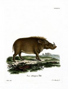 Desert Warthog (barevná rytina) od German School