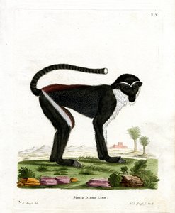 Diana Monkey (barevná rytina) od German School