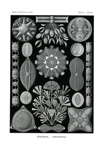 Diatomea, 1899-1904 od German School