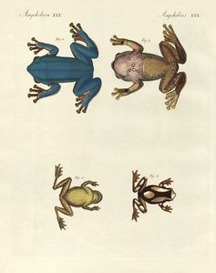 Různé druhy cizích rosniček (barevné rytí) od German School