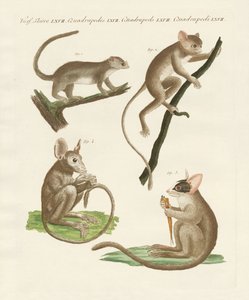 Různé druhy lemurů od German School