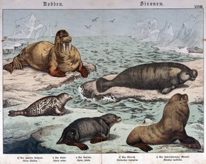 Různé druhy tuleňů (mramorový tuleň vlevo), mrož (vlevo nahoře) a lachtani - v „Přírodopisu savců“, ed. Schreiber, Mnichov od German School