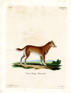 Dingo (barevné rytí) od German School