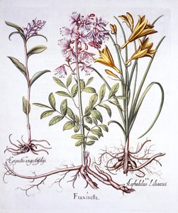 Dittany, White Helleborine a Yellow Day Lily, od Hortus Eystettensis, Basil Besler (1561-1629), pub. 1613 (ručně kolorovaná rytina) od German School
