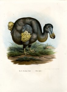 Dodo, 1864 od German School