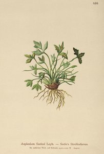 Sleziník dolomitský (Asplenium Seelosii) od German School