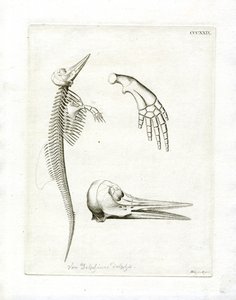 Dolphin Skeleton (barevná rytina) od German School