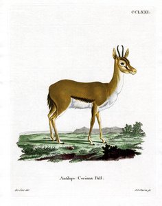 Dorcas Gazelle (barevná rytina) od German School