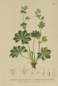 Pláštěnka plstnatá (Alchemilla pubescens, Alchemilla glaucescens, ) od German School