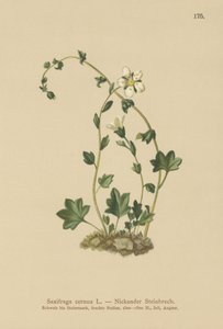 Lomikámen visící (Saxifraga cernua) (barevně lito) od German School